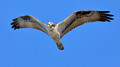 Osprey hunting