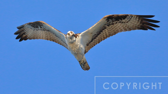 Osprey hunting