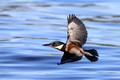 Female belted kingfisher