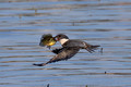 Belted kingfisher