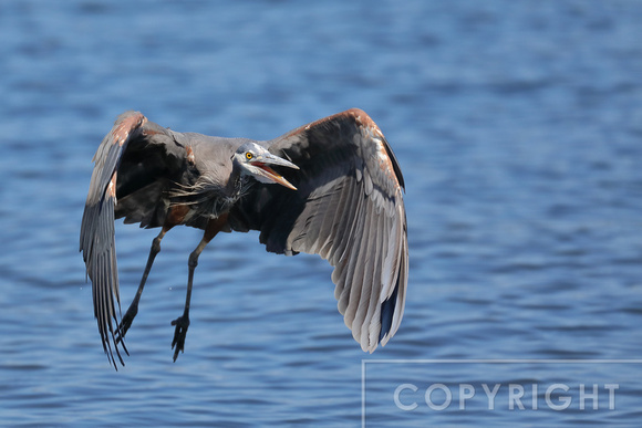 Great Blue Heron