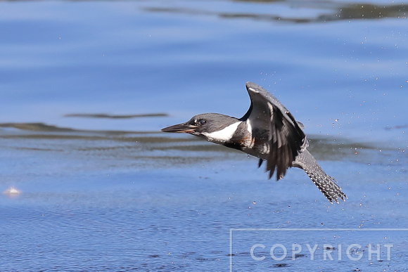 Belted Kingfisher