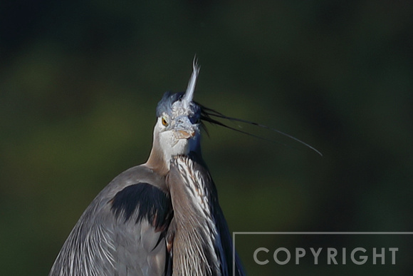 Great Blue Heron