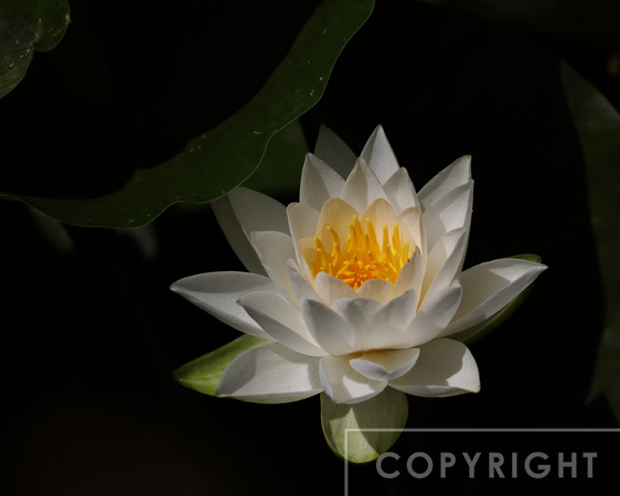 Water lily