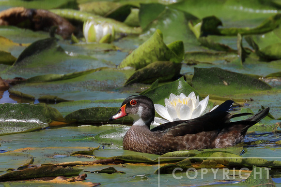 Wood Duck