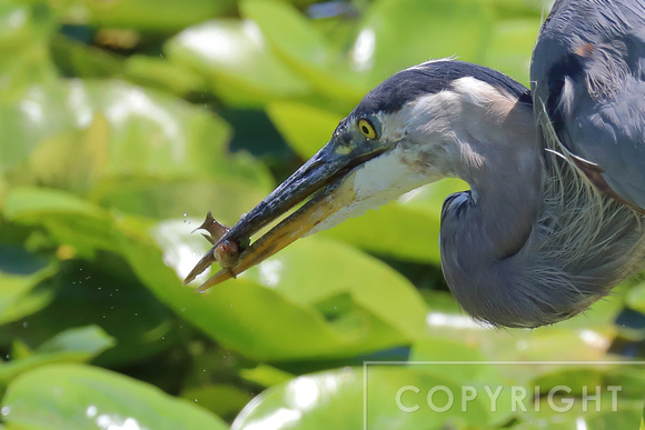 Great Blue Heron