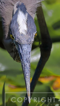 Great Blue Heron