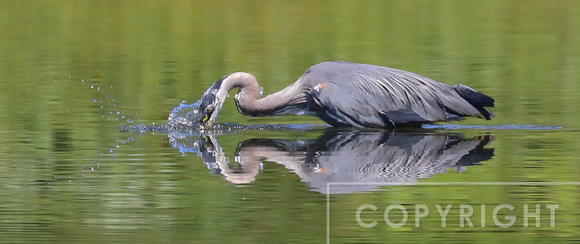 Great Blue Heron