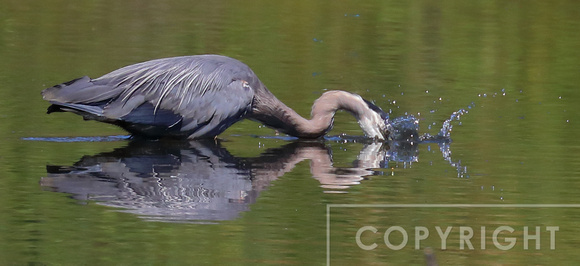 Great Blue Heron