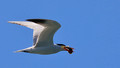 Caspian Tern