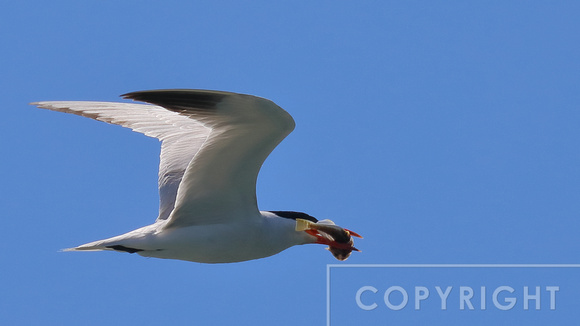 Caspian Tern