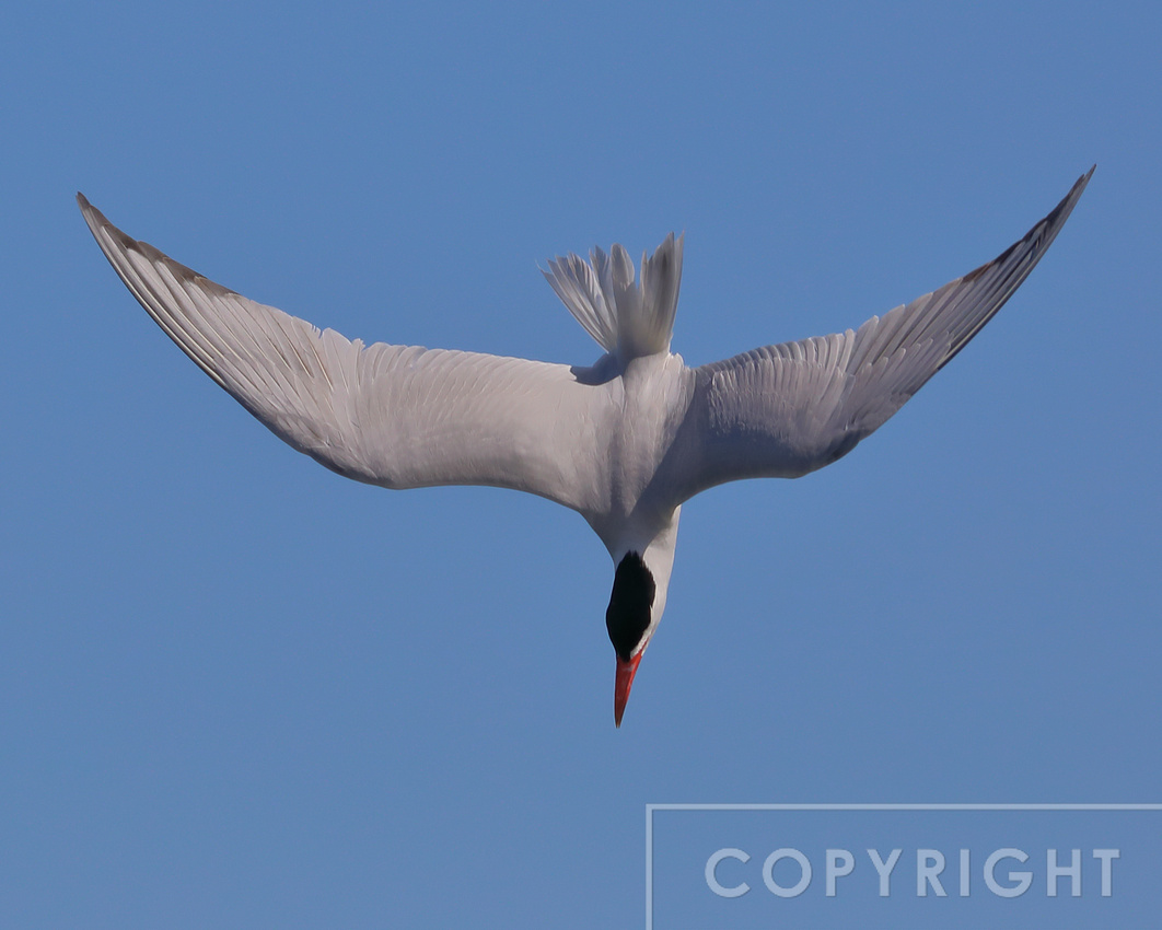 Caspian Tern hunting