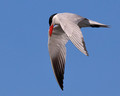 Caspian Tern hunting