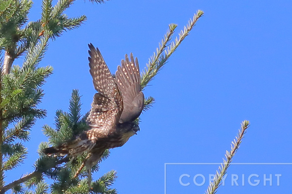 Merlin