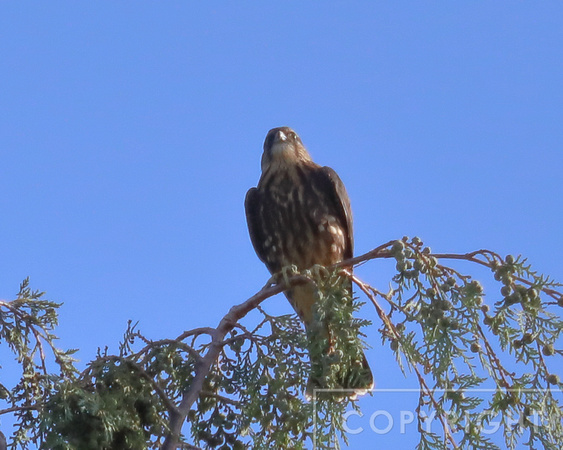 Merlin