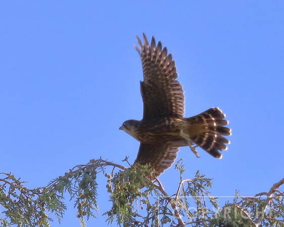 Merlin