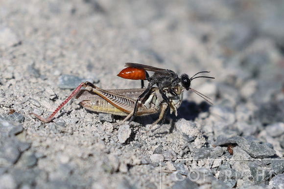 Digger wasp carrying a paralyzed grasshopper