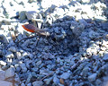 Digger wasp digging its den