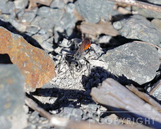 Digger Wasp digging its second den