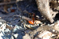 Digger Wasp digging its den