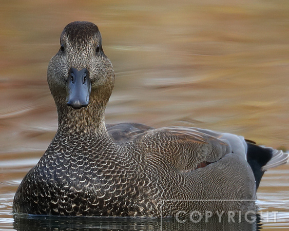 Gadwall