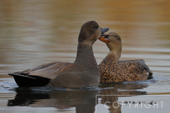 Male and Female Gadwall