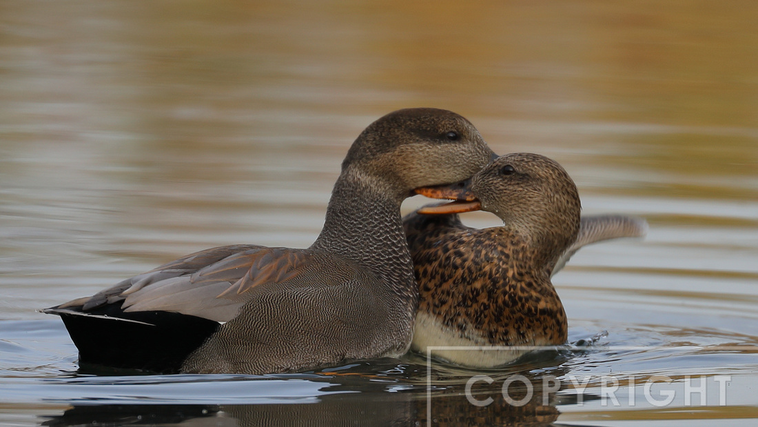 Male and female Gadwall
