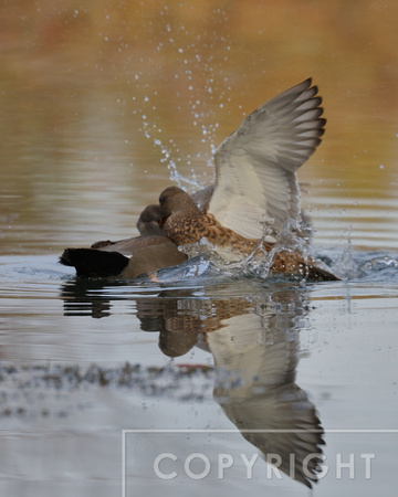 Male and Female Gadwall fighting