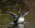 Gadwall