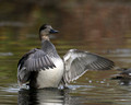 Gadwall