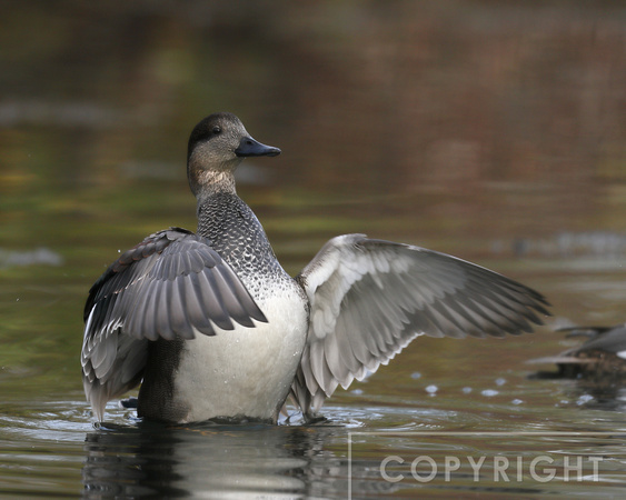 Gadwall