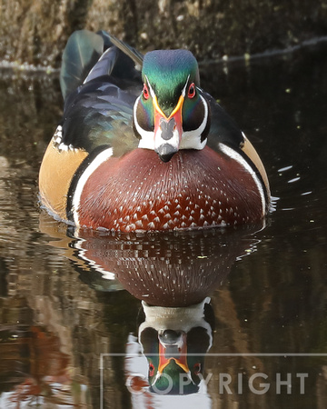 Wood duck