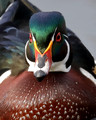 Wood Duck