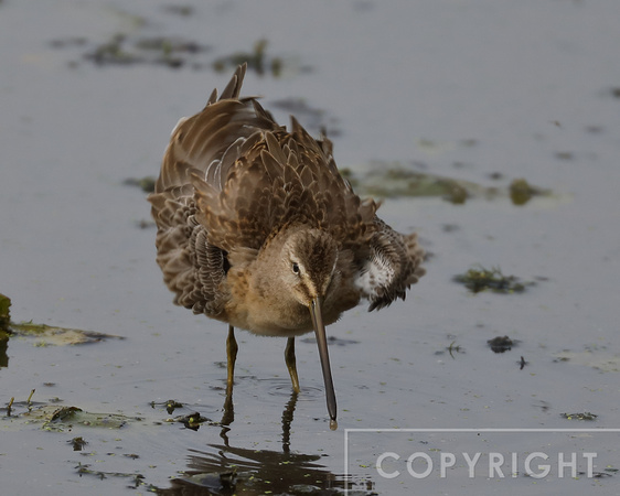 Long-Billed Dowicher