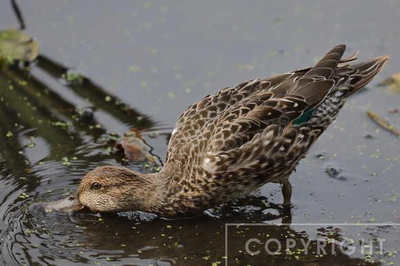 Green-winged Teal