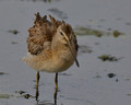 Long-Billed Dowicher