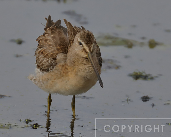 Long-Billed Dowicher