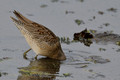 Long-billed Dowicher