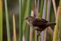 Marsh Wren