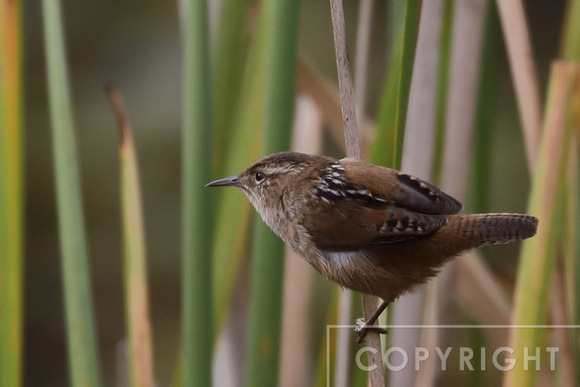 Marsh Wren