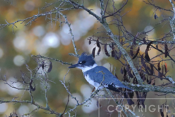 Belted Kingfisher