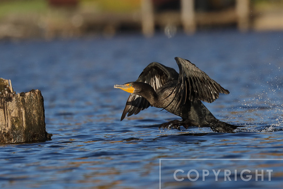 Double-Crested Cormorant