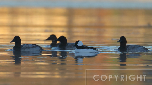 Canvasbacks and Bufflehead hanging together right at sunrise