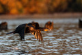 Cormorant at sunrise