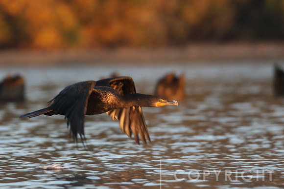 Cormorant at sunrise