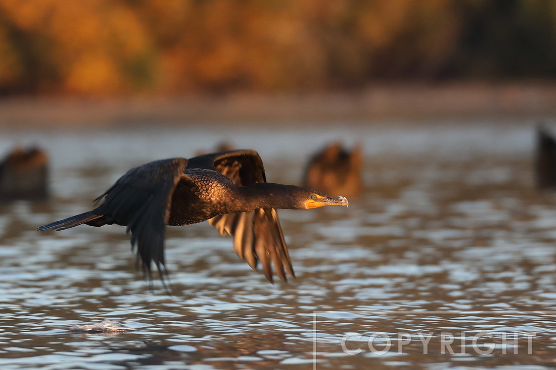Cormorant at sunrise
