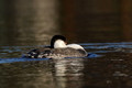 Western grebe asleep