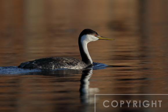 Western grebe