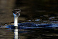 Western grebe