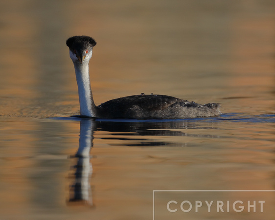 Western grebe